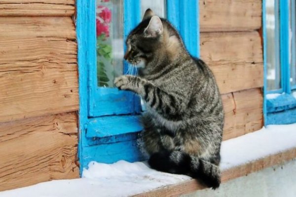 Кракен даркнет ссылка для тор